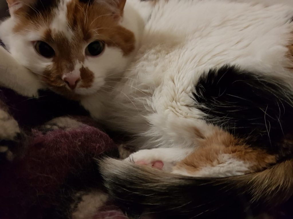 Valko-ruskea-musta kissa makoilee villaviltin päällä ja katsoo hieman ohi kamerasta.